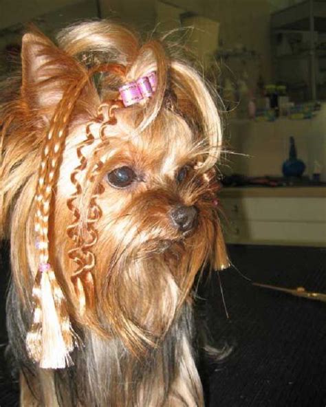 Beautiful hairstyles for female yorkie Toy Yorkshire Terrier, Yorkshire Terrier Haircut, Yorkie ...