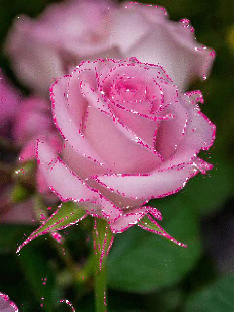 Анимация.-Розочка....gif (489×653) | Beautiful pink roses, Beautiful rose flowers, Beautiful flowers