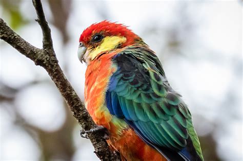 Australian Parrots - Australia's Wonderful Birds