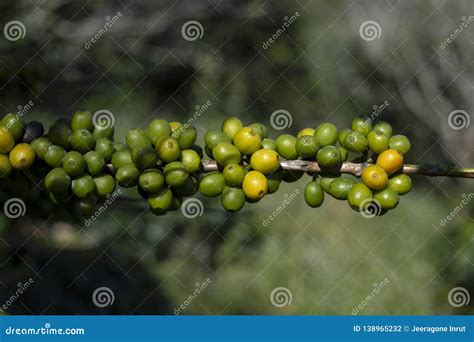 Green Coffee Beans on Plant Stock Photo - Image of beans, ecology ...