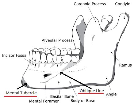 Depressor Anguli Oris Muscle | Overview, Attachments & Function | Study.com