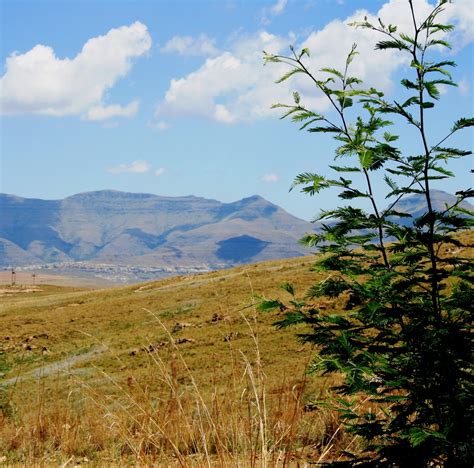 Veld,grass,young thorn tree,green,yellow - free image from needpix.com