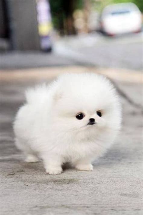 So adorable ! white Pomeranian dog Cute Fluffy Dogs, Fluffy Animals ...