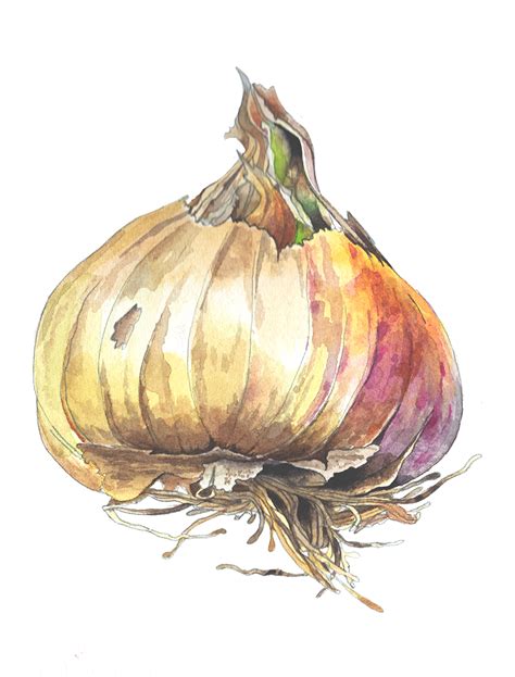 Garlic | Helen Campbell Art