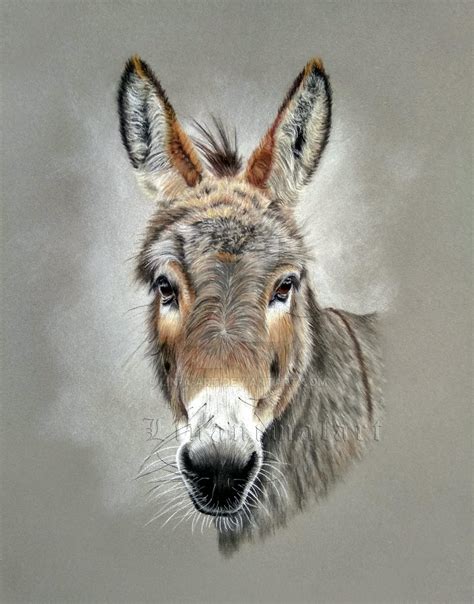 Donkey by Lin-a-art on DeviantArt