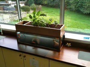 Indoor Aquaponics: How to Make it Work - HowtoAquaponic