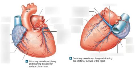 Coronary Circulation Diagram | Quizlet