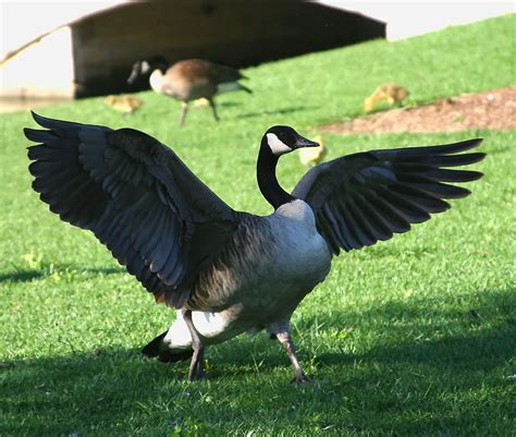 How to Identify Goose Feathers - Ultimate Guide On Recognizing Goose ...