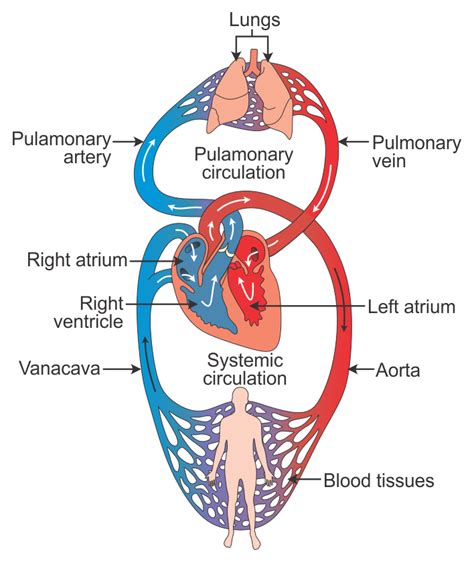 Describe double circulation in human beings. Why it is necessary? - d0412wdd