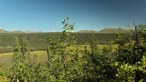 Denali Highway and Denali National Park in a day - Lee Petersen