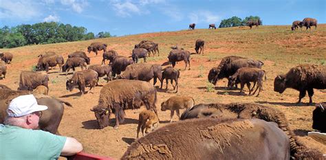 Dr. King Bison Farm Tours, Asheville