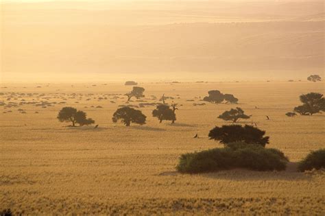 Savanna - Grassland, Climate, Animals | Britannica