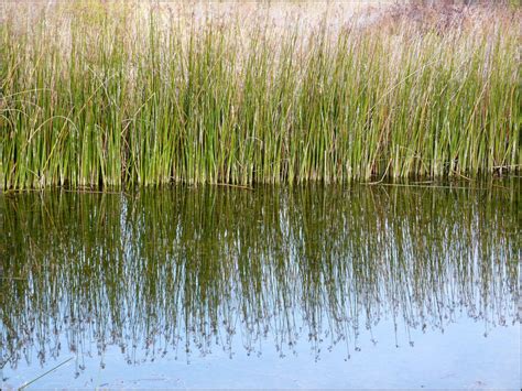 Free Images : tree, nature, leaf, flower, pond, reflection, peaceful, autumn, calm, season ...