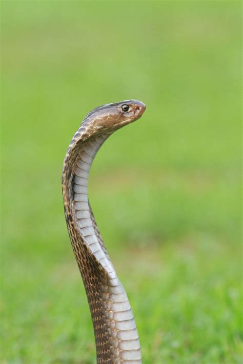 Spectacled Cobra photo by Mohan Moolepetlu (@mohan_moolepetlu) on ...