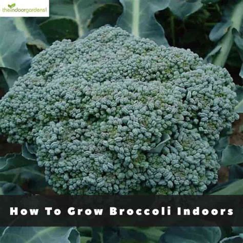 Growing Broccoli Indoors - How To Get Started | The Indoor Gardens