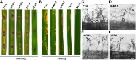 Analysis of Pyricularia oryzae and P. grisea from Different Hosts Based on Multilocus Phylogeny ...