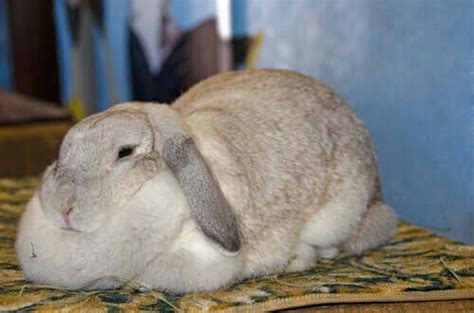 Obesity in Rabbits - Causes and Symptoms - My Animals