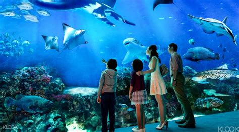 S.E.A. Aquarium Ticket Sentosa, Singapore - Klook