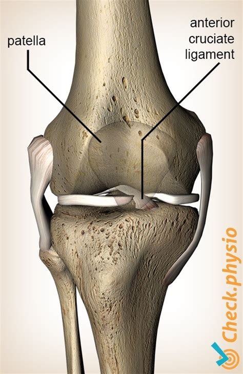 Anterior cruciate ligament injury | Physio Check