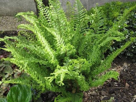 Dryopteris affinis 'Cristata The King' (Male Fern) - Ferns - Plants