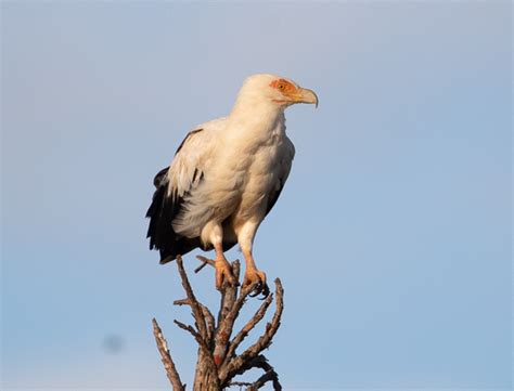 Palm-nut Vulture – Gypohierax angolensi | Buckham Birding