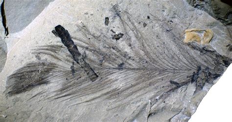 Forgotten trove of fossil feathers belonged to tiny polar dinosaurs - Science and Tech News