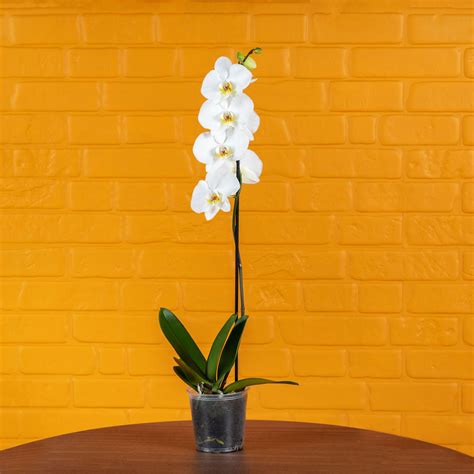 Large Orchids (Single Stem) – Love Orchids