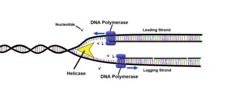 13+ Chapter 12 Dna And Rna Vocabulary Review - AislinnVanesa