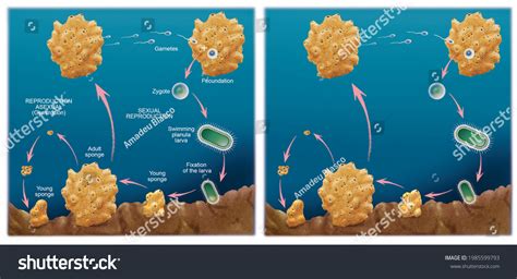 Porifera: Hình ảnh, vector và ảnh có sẵn | Shutterstock