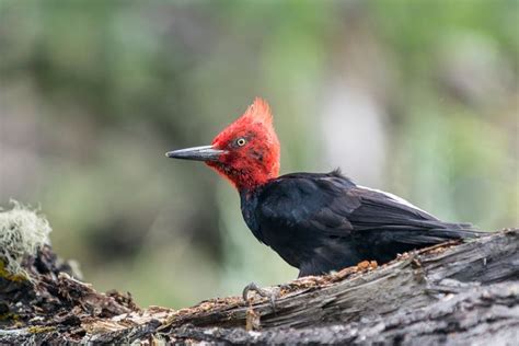 All You Need to Know About Spotting Patagonia Wildlife