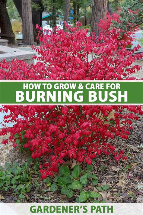 How to Grow and Care for Burning Bushes | Gardener’s Path