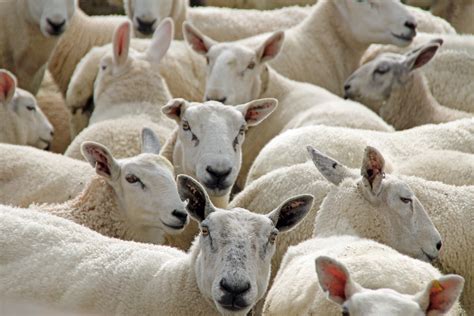 Free Images : nature, grass, white, farm, animal, herd, pasture, livestock, sheep, mammal, wool ...