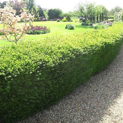 Lonicera nitida hedge plants | Shrubby Honeysuckle hedging | Hedges, Plants, Garden design