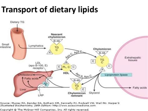 Disorders of Lipoprotein Metabolism