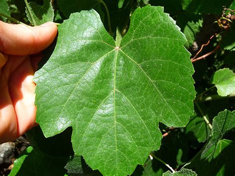 About Wild Grape Leaves and How to Harvest and Prepare Them