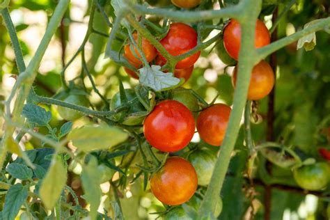 How to Grow Tomato Plants: Growing Guide for All Types