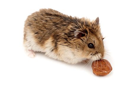 Facts About Dwarf Hamsters: Cute Things Come in Small Packages