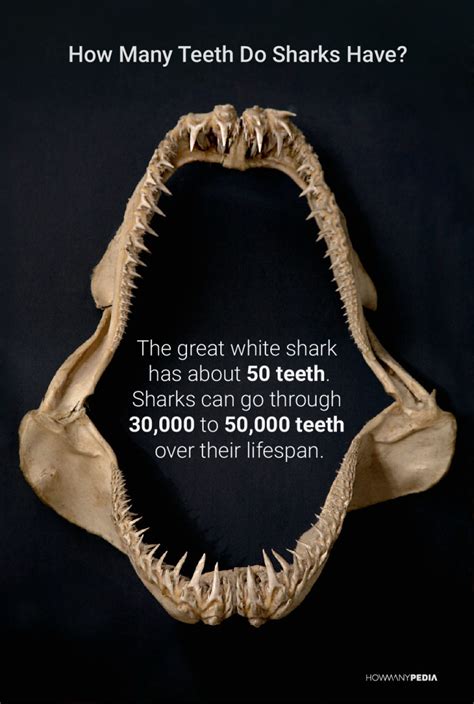 How Many Teeth Do Sharks Have - Howmanypedia