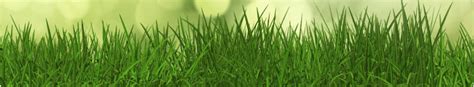 How Does Lawn Fungus Treatment Work and How Effective Is It