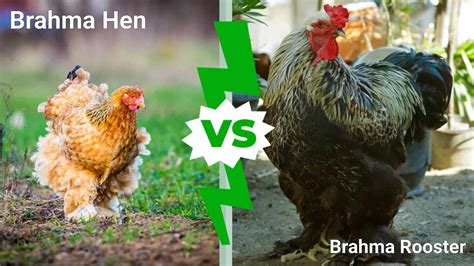 Brahma Hen Vs Rooster: What Are The Differences? AZ Animals, 49% OFF