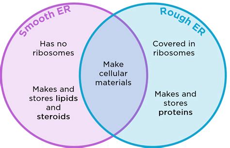 Rough Endoplasmic Reticulum Function