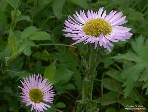 Alaskan Wildflowers