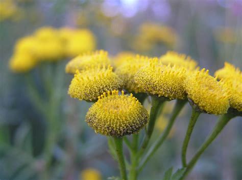 Budding flowers | Budding youngsters | Rajiv Narahari Photography | Flickr