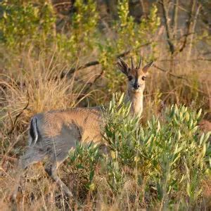 Common Duiker - Facts, Diet, Habitat & Pictures on Animalia.bio