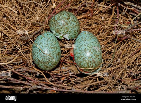 eurasian magpie, nest of eggs, breaking open, (Pica pica Stock Photo ...