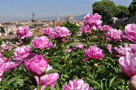 Fantastic Flowers in Florence and When to Find Them - ArtTravArtTrav