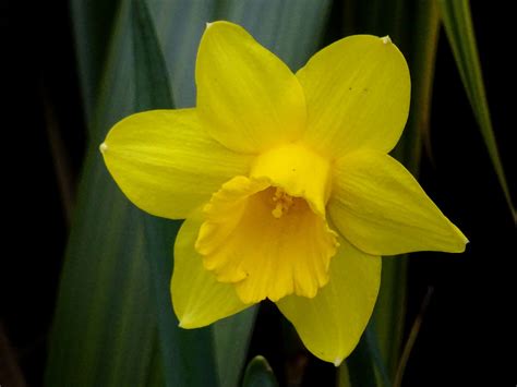 Beautiful Spring Daffodil Free Stock Photo - Public Domain Pictures