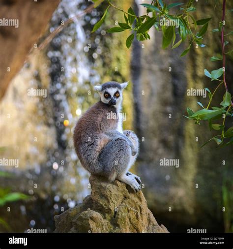 Cute lemur with a long beautiful tail Stock Photo - Alamy