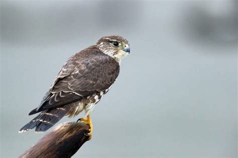 Merlin - BirdWatch Ireland