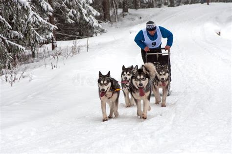 Husky dog sled race editorial image. Image of animal - 50043220